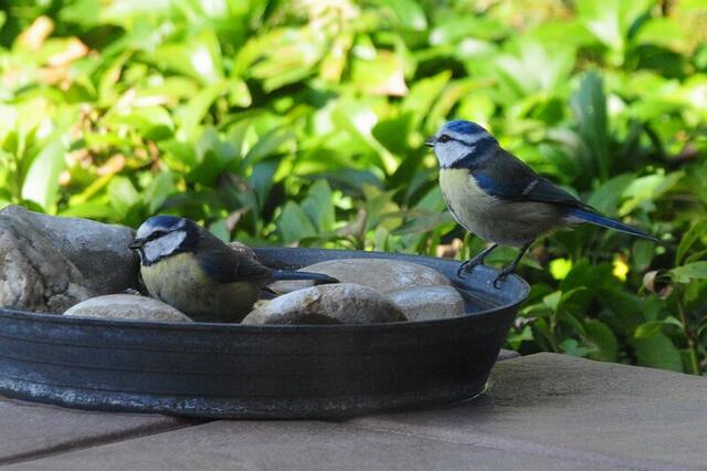 Die Blaumeisen kommen neuerdings immer im Doppelpack zur Vogeltränke.