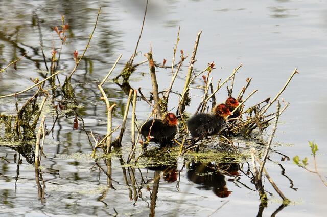 Das Kinderzimmer auf dem Teich. ;-))