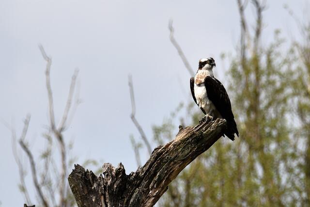 Diesen tollen Greifvogel habe ich im Naturschutzgebiet "Pöppinghauser Wald" mit der Kamera erwischt. Kann ihn leider nicht bestimmen. Wer kennt ihn? ;-)