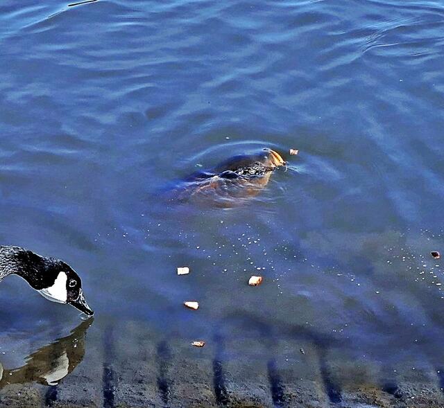Kanada Gans und ein Karpfen im See schnappen nach Leckerchen im Ümminger See