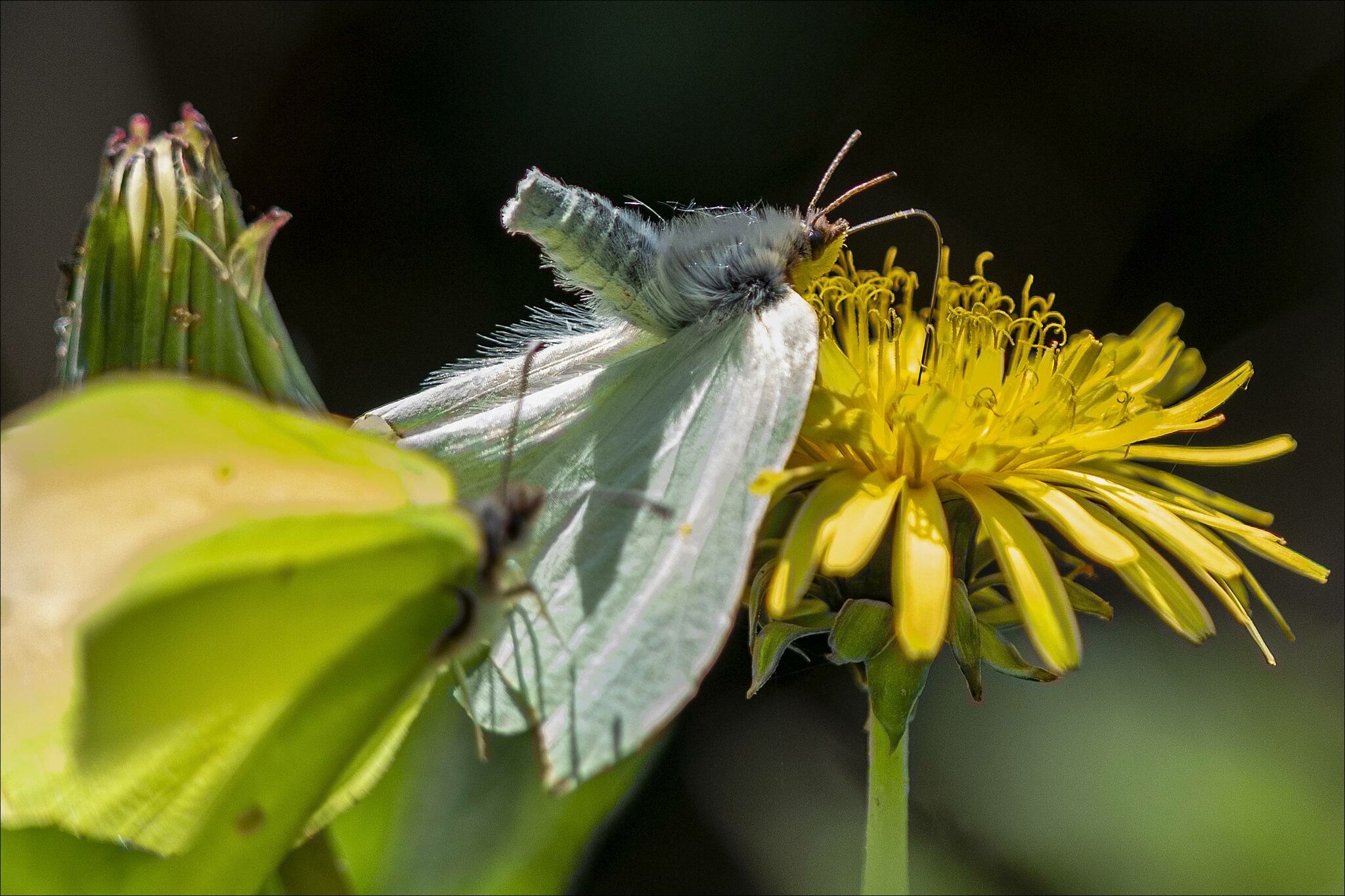 Kohlweißling [Pieris brassicae] paarungsbereit