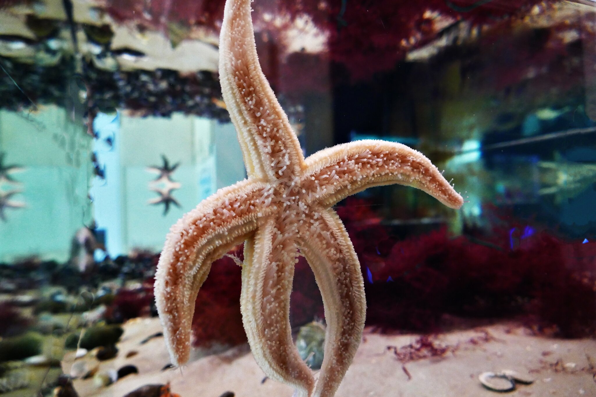 Seesterne (Asteroidea; abgeleitet von altgriechisch ἀστήρ astḗr „Stern