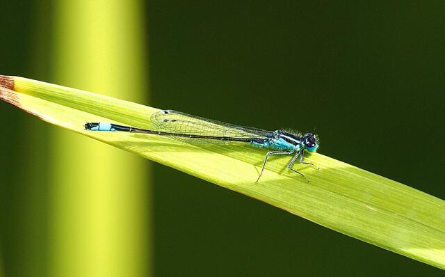 Am Gartenteich