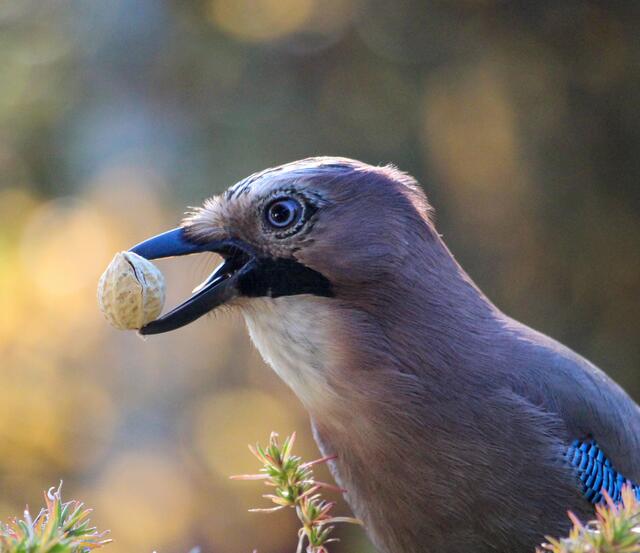 Eichelhäher beim kleinen Snack erwischt.