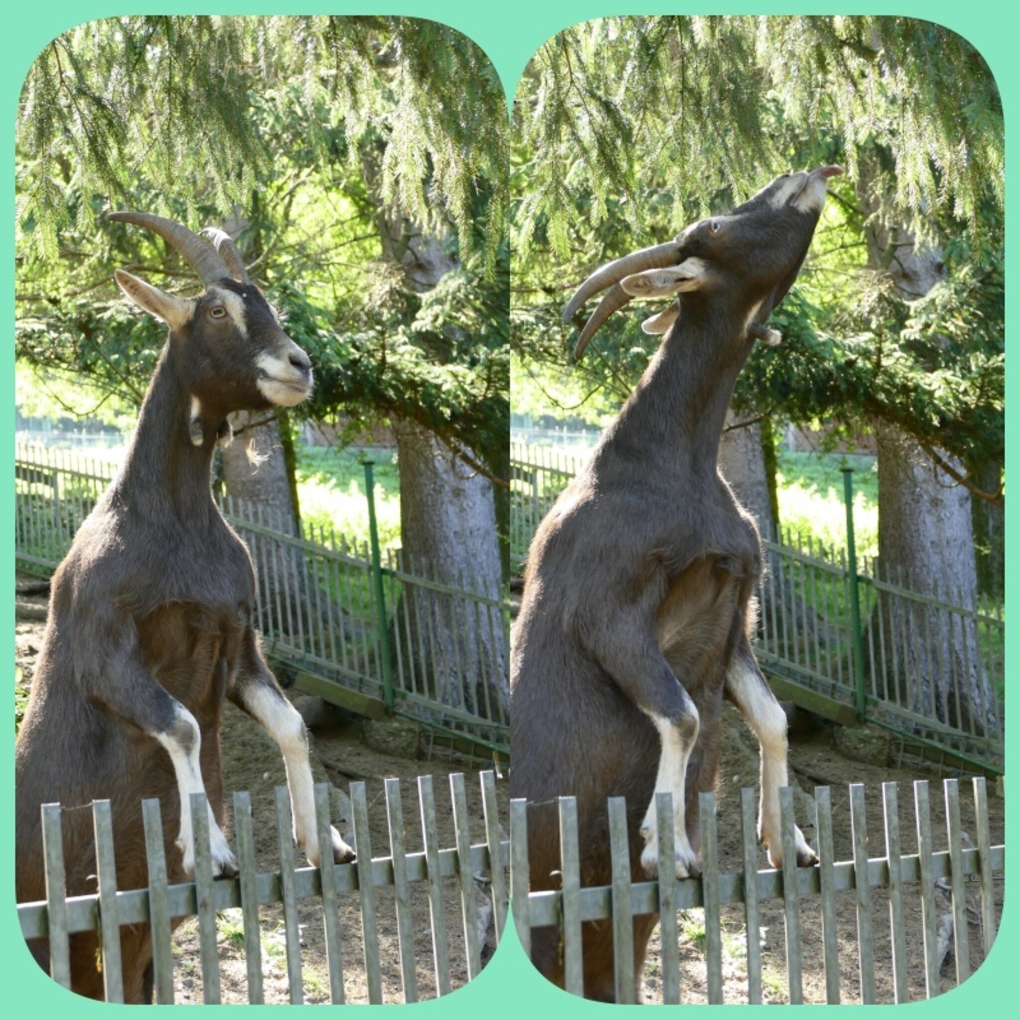 Die süßesten Früchte fressen nur die großen Tiere, aber Ziegen schaffen