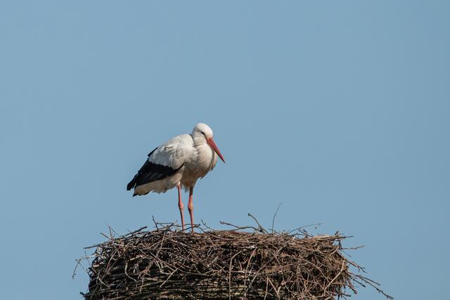 Das Storchenpaar ist wieder zusammen
