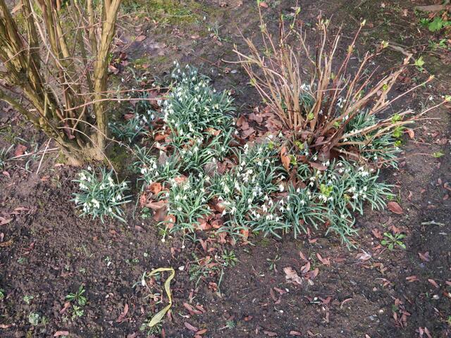 Der Frühling ist nicht mehr weit...