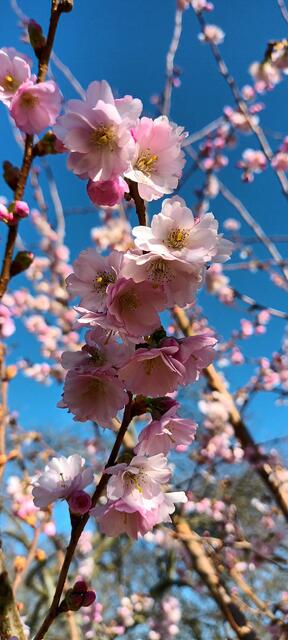 Es blüht....
im Grugapark Essen