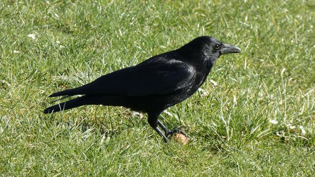 Rabenkrähe / Essen-Altendorf