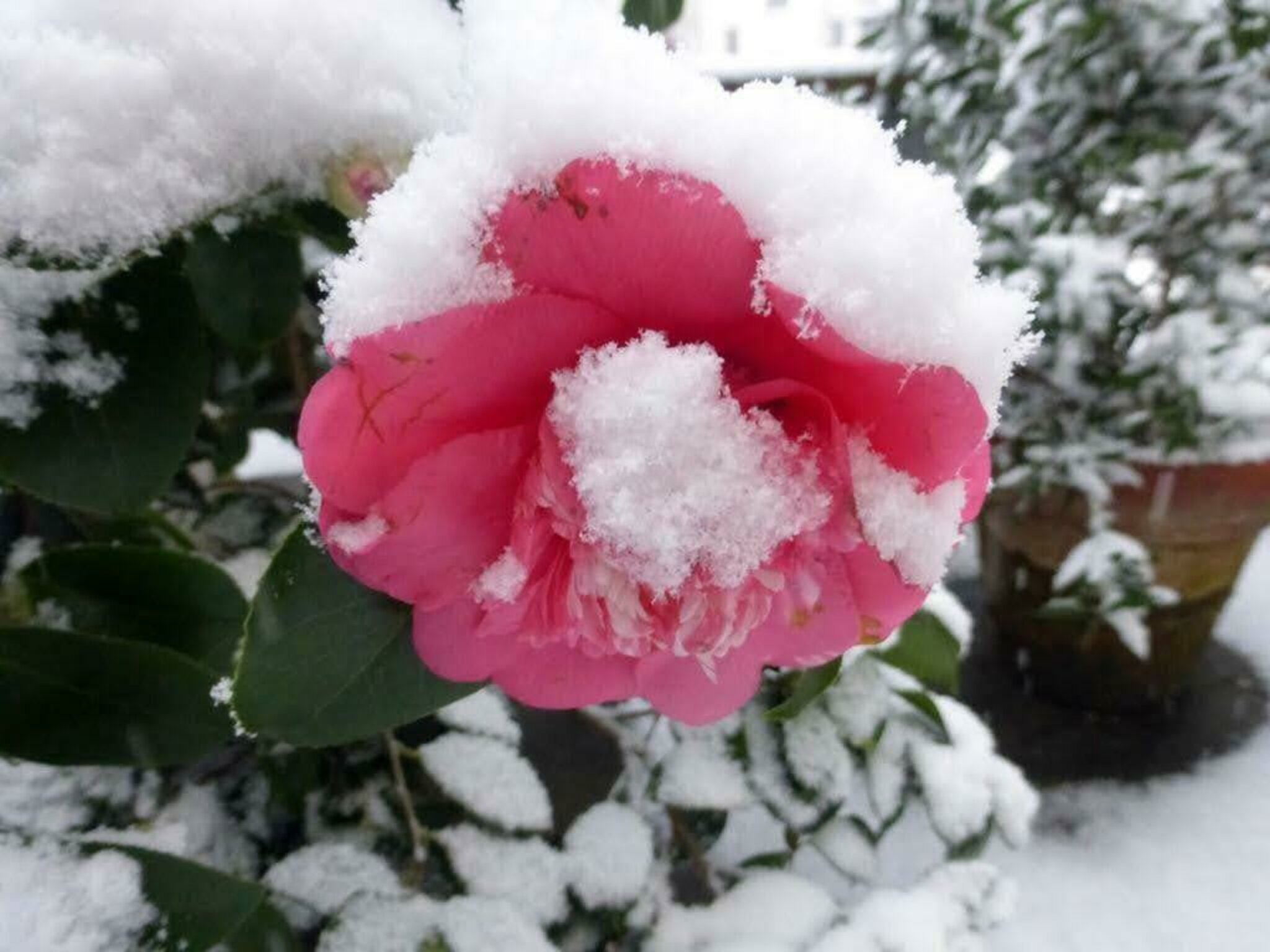 Und dräut der Winter noch so sehr, es muss doch Frühling werden Und dräut der Winter noch so sehr, es muss doch Frühling werden