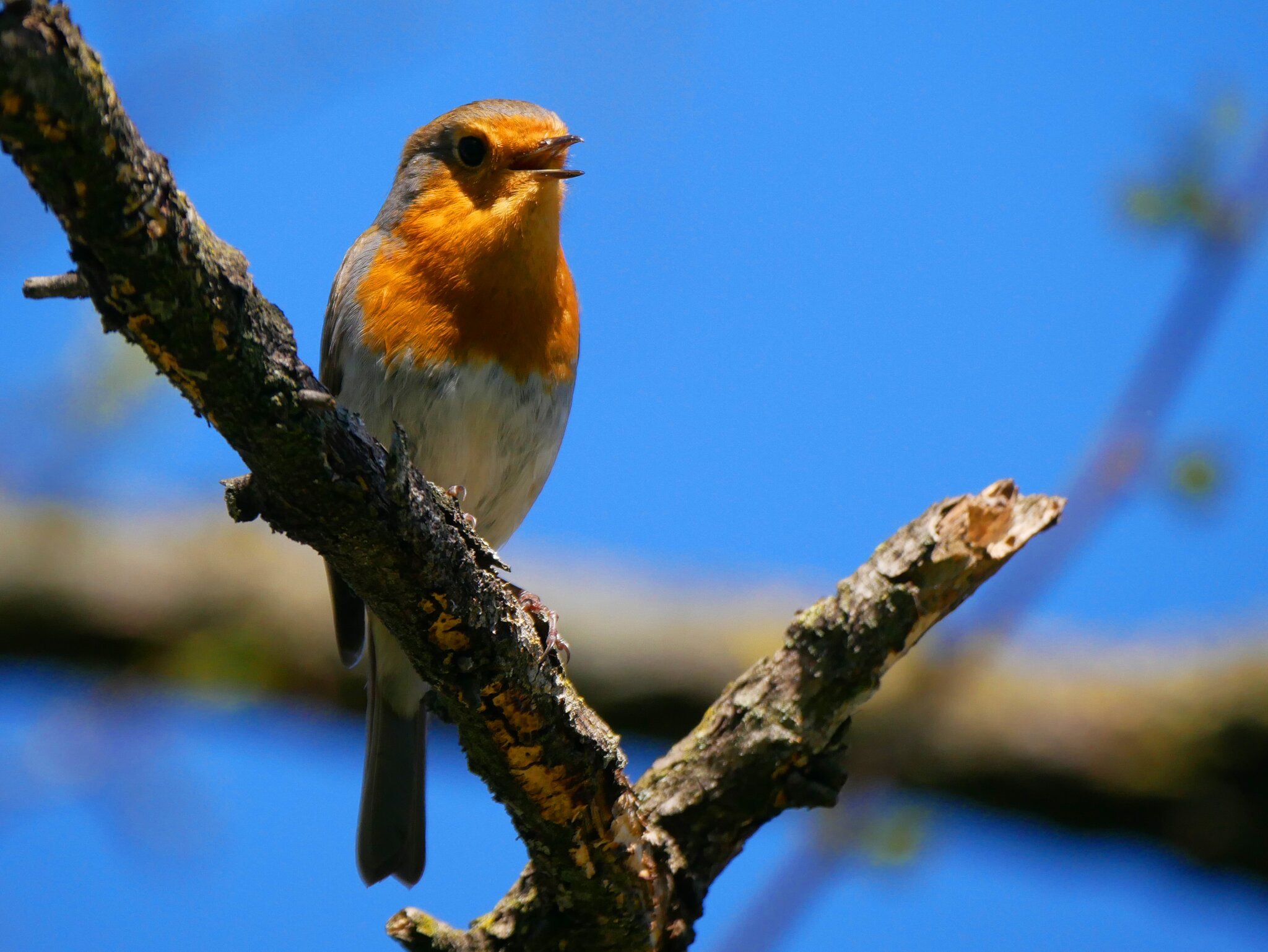 Wer singt denn da ein Osterlied? Wer singt denn da ein Osterlied?