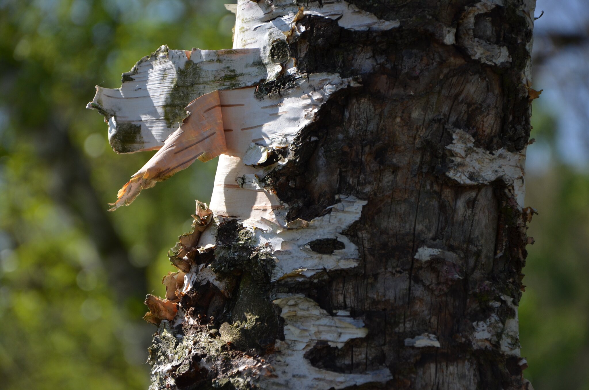 ...wie ein Fähnchen im Wind...