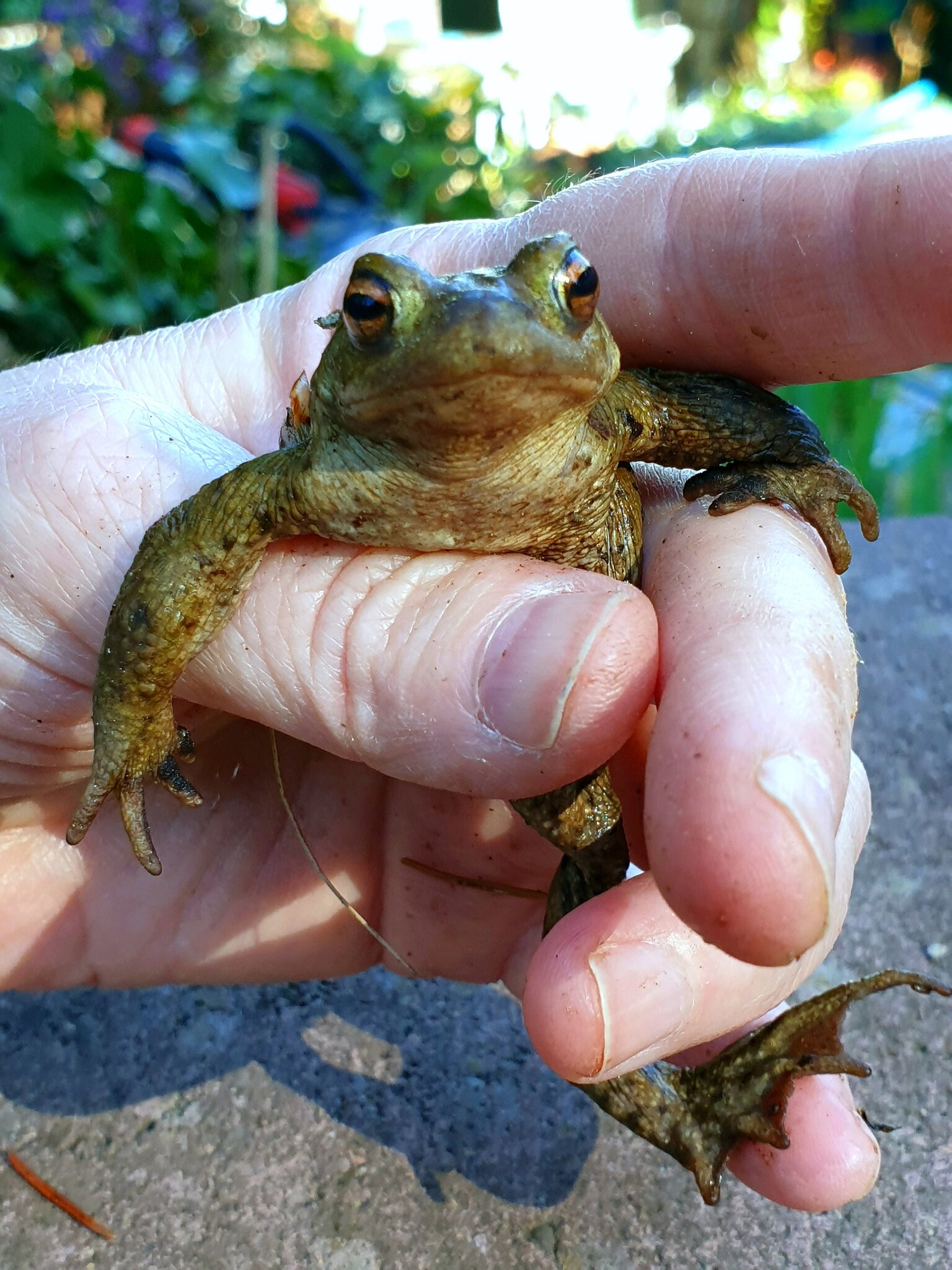 das ist Unsere zutrauliche Erdkröte*GOLDEN EYE*(Yoga