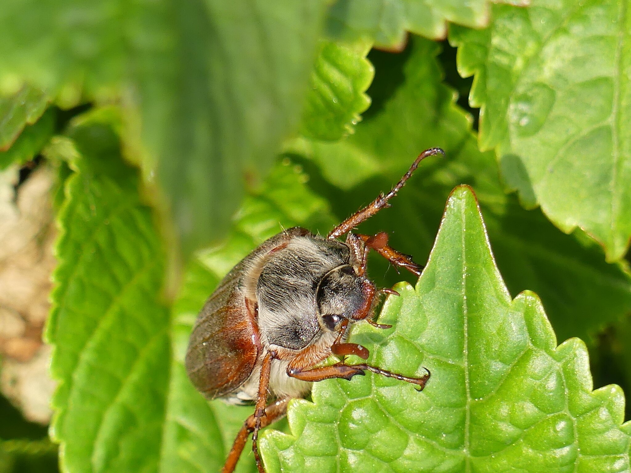 Maikäfer- Besuch im Garten