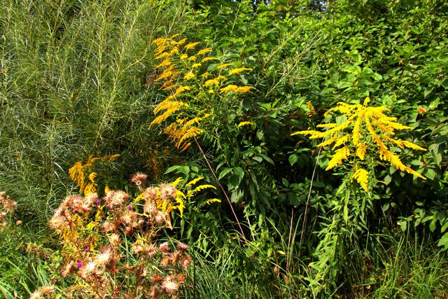 Foto: Herbert Gorissen