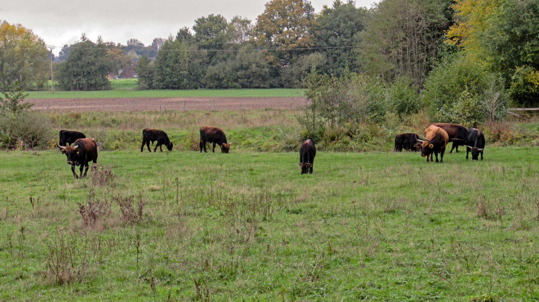Heckrinder in der Steveraue