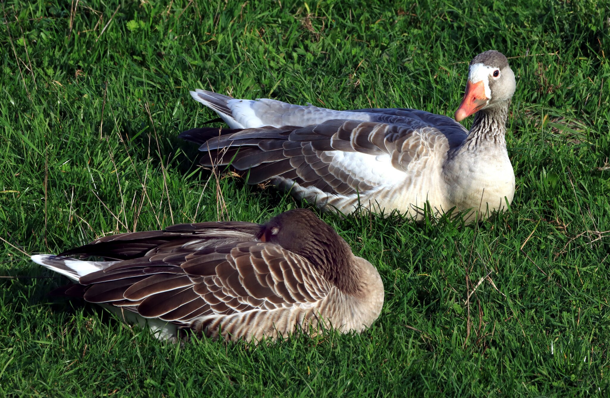 Er schläft halt so gern :-))) Hybrid-Gans mit Partner/in, Hybridgans im ...