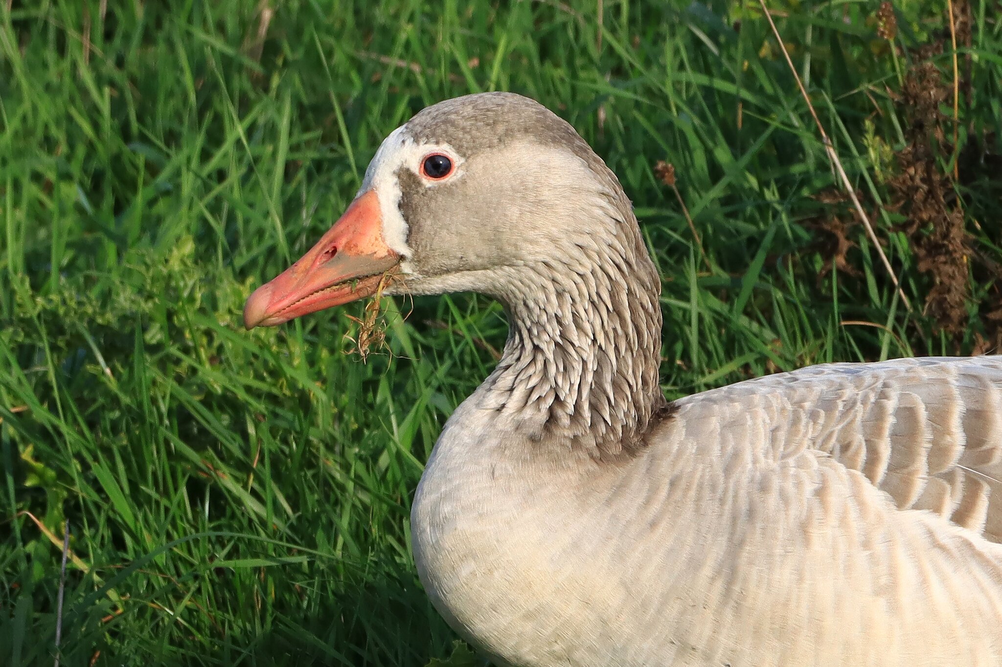 Hybrid-Gans, im Porträt Hybridgans