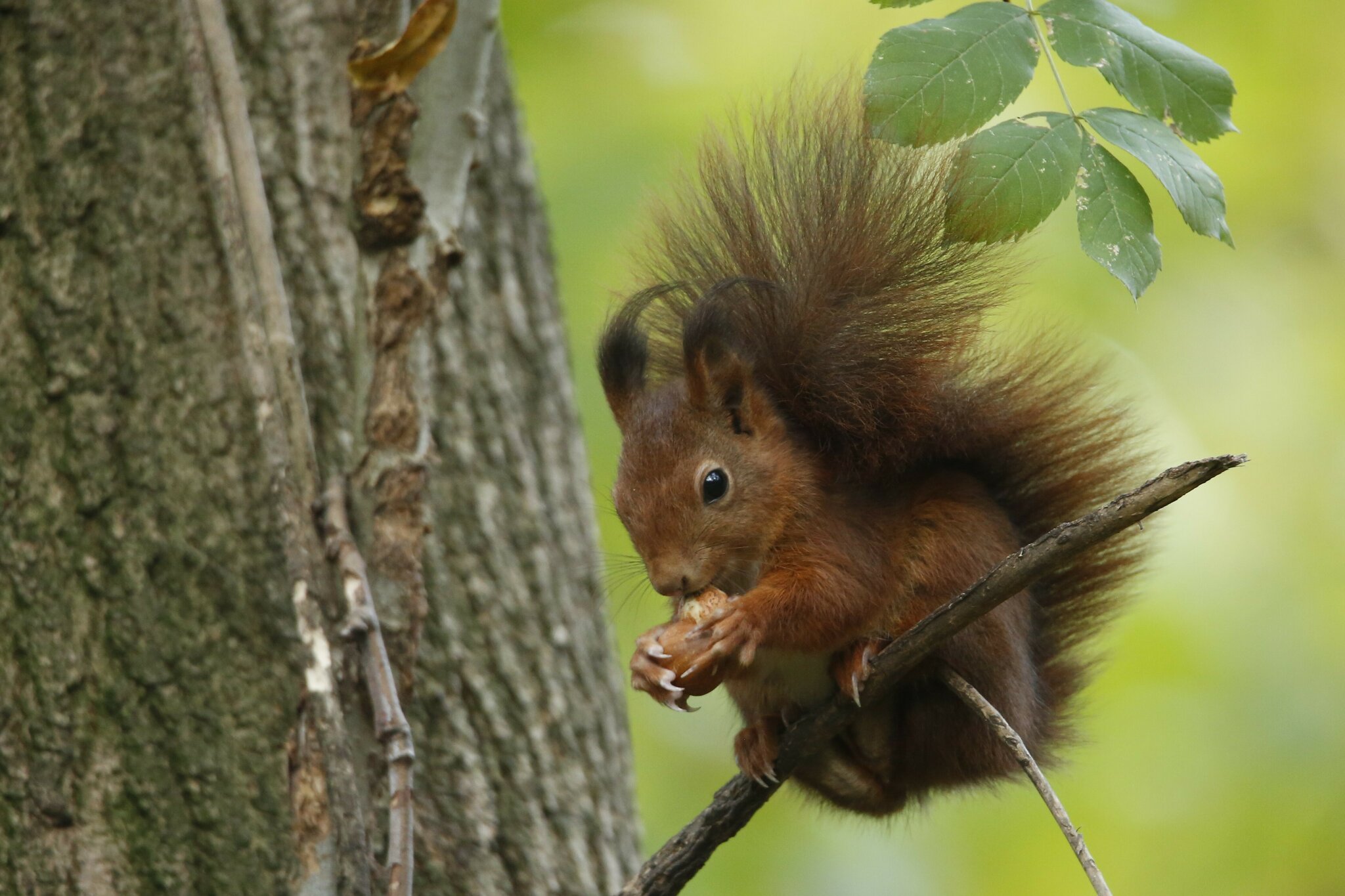 Hörnchen im Herbst