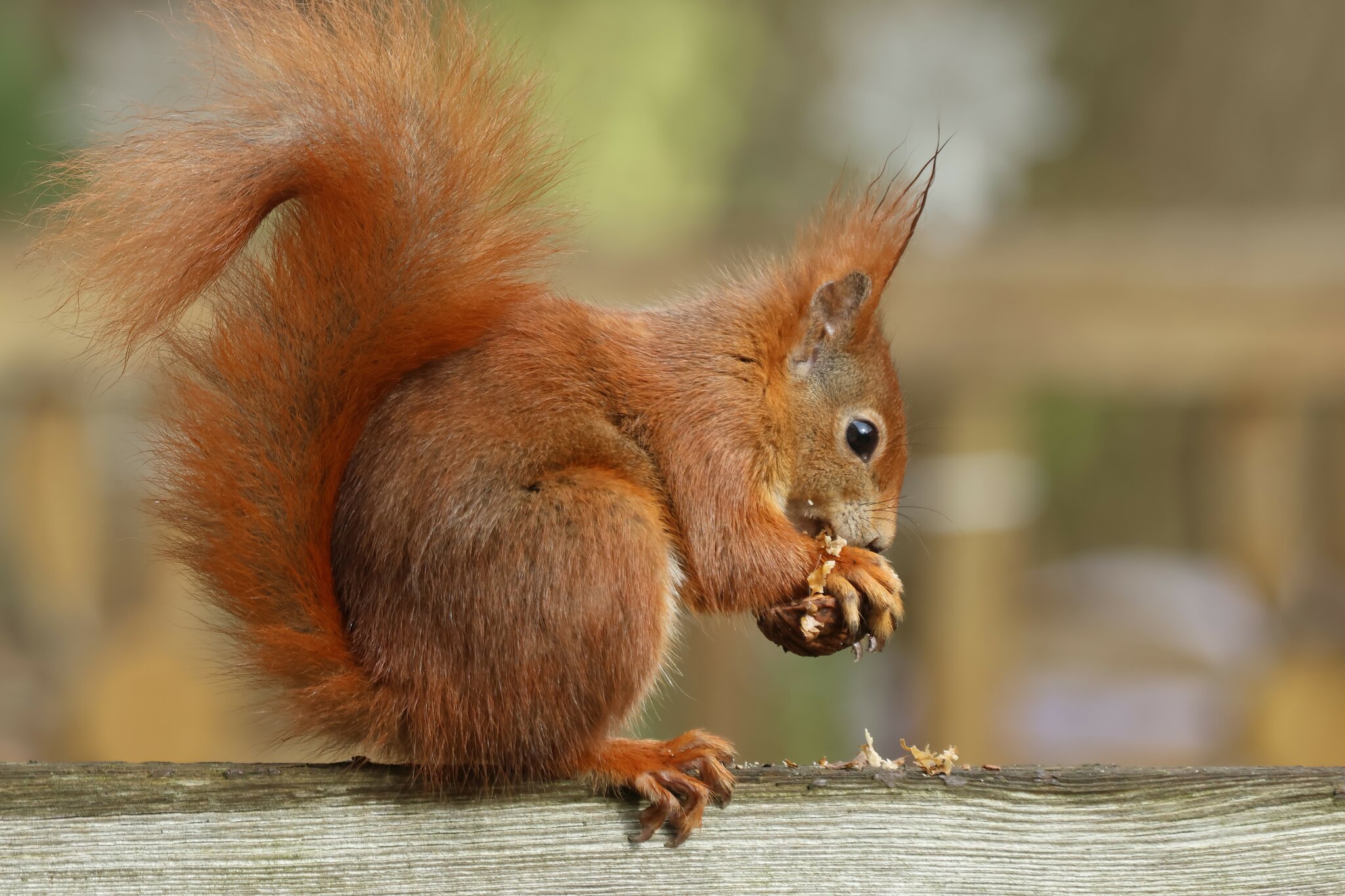 Eichhörnchen mit einer Walnuss