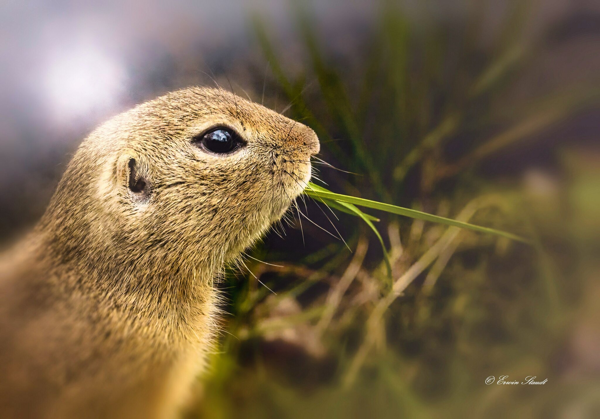 Wildlife im Revier Der Ziesel