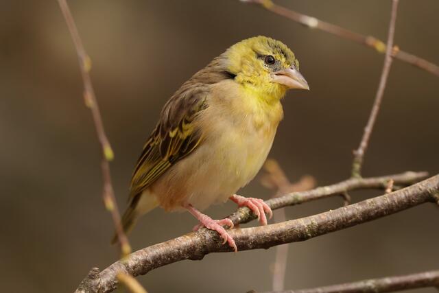 Der Dorfweber, auch Textorweber genannt, ist eine Art aus der Familie der Webervögel. 