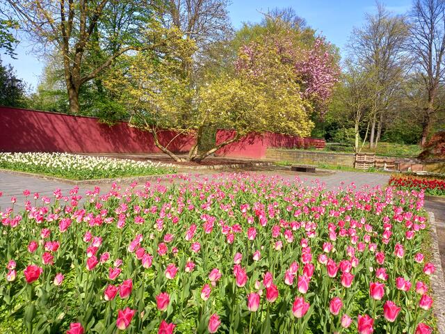 Tulpenblüte auf den Farbenterrassen