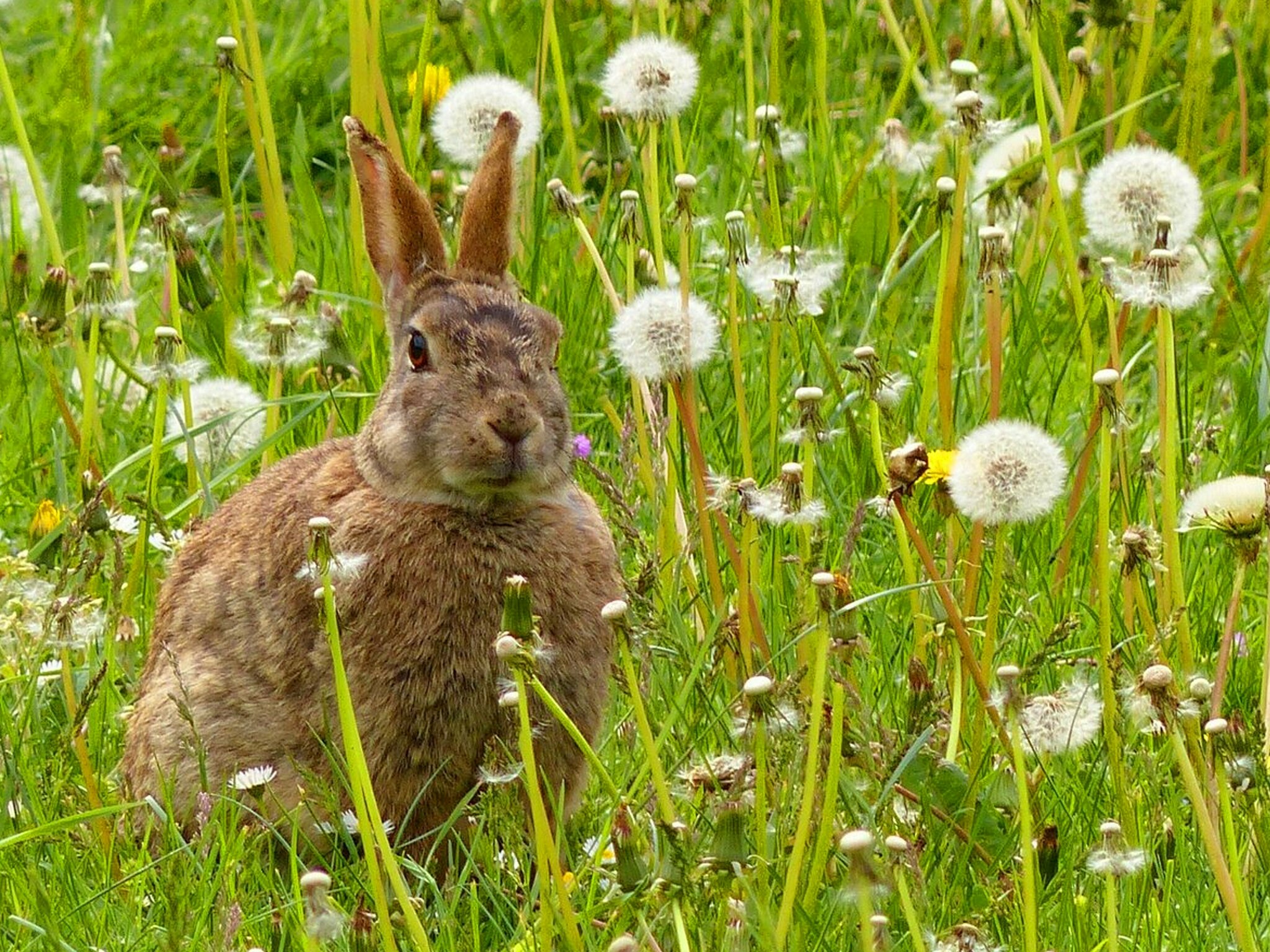 Der Mai ist gekommen