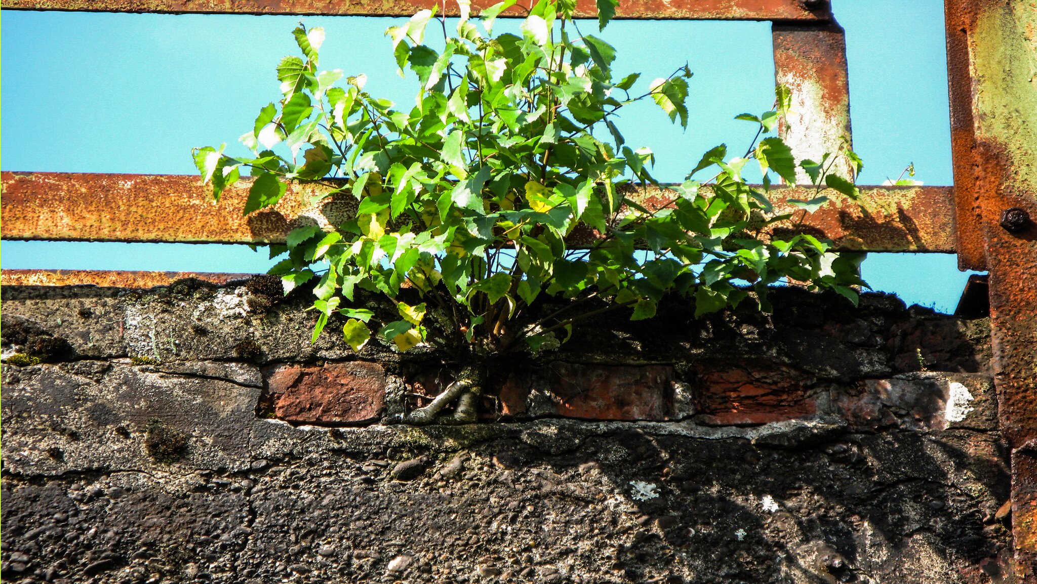 AUFERSTANDEN AUS RUINEN 1