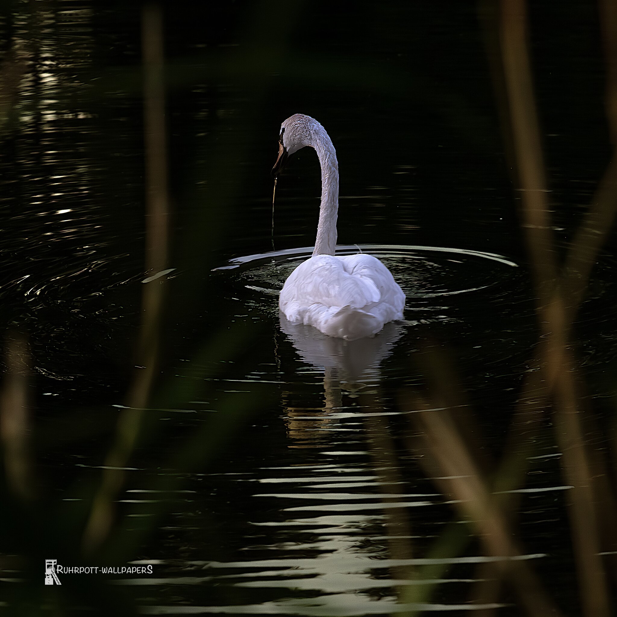 Der Schwanenkönig.Wenn ein Schwan singt, schweigen die Tiere Wenn ein Schwan singt, lauschen die