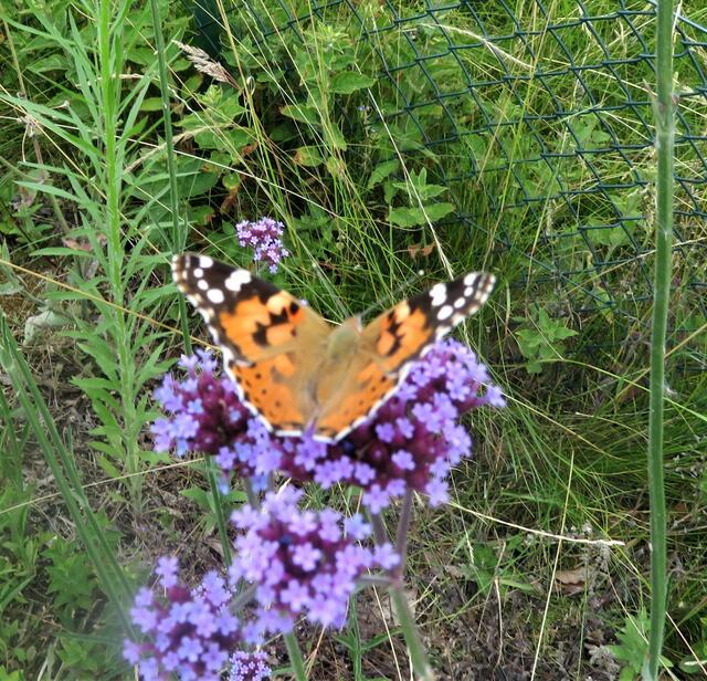 Ein schöner Schmetterling.