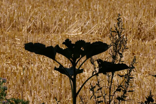 Blumen im Schatten vor einem Kornfeld.
