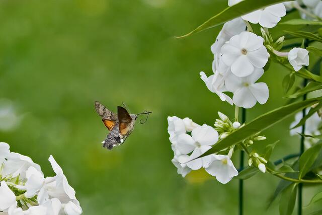 Das Taubenschwänzchen ist ein eher kleiner Schmetterling mit einer Flügelspannweite von 4 bis 6 Zentimetern.
Der Rüssel des Taubenschwänzchen ist sehr auffällig und
hat eine Länge von 4 Zentimeter.