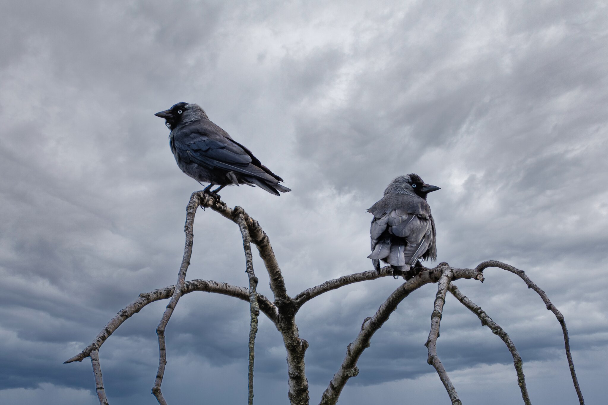 Hitchcock lässt grüßen