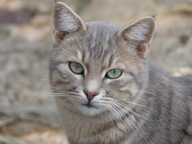 Weltkatzentag ????  Heute???? | Foto: Eveline Freitag