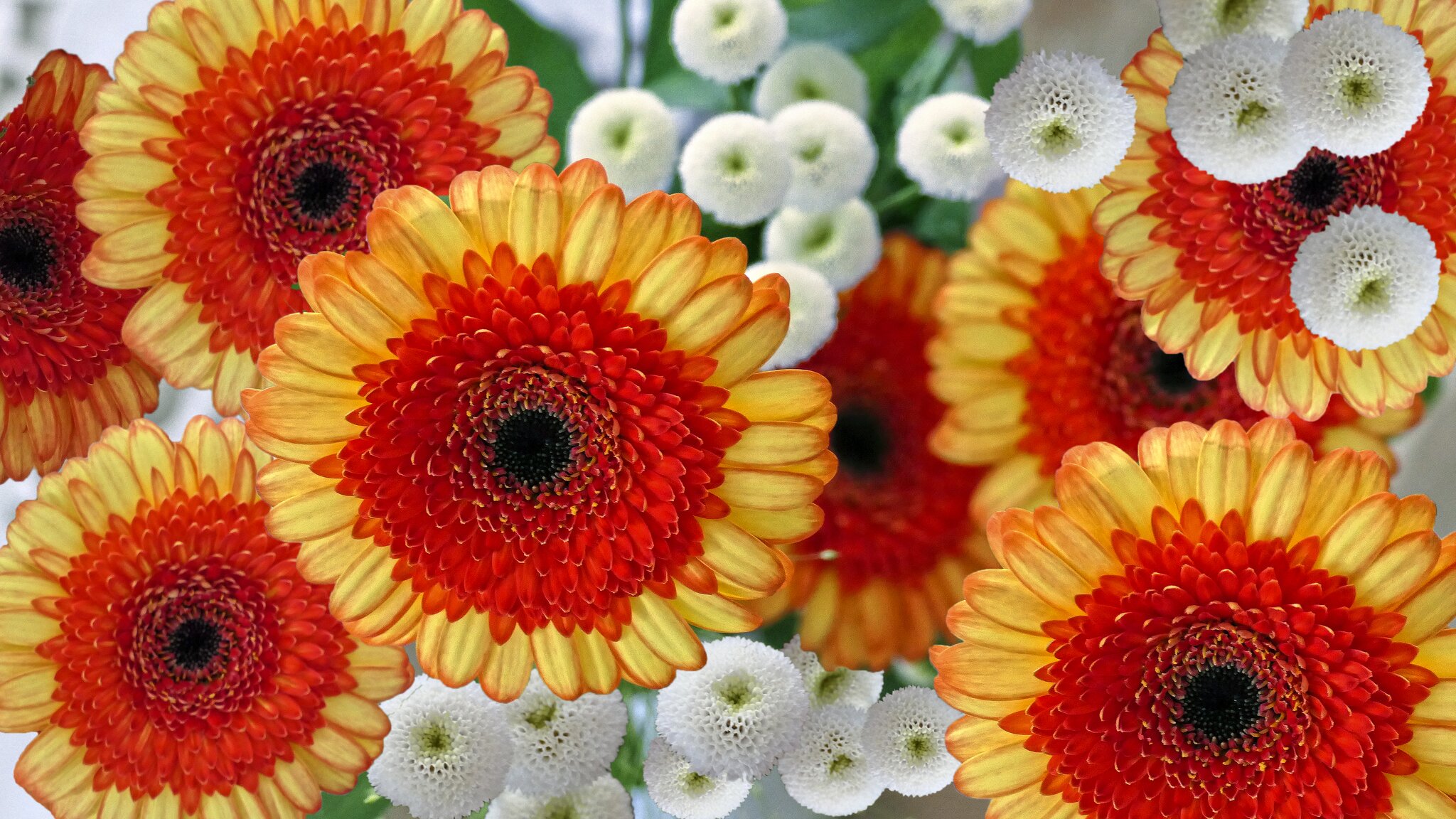 Blumige Grüße zum Wochenstart