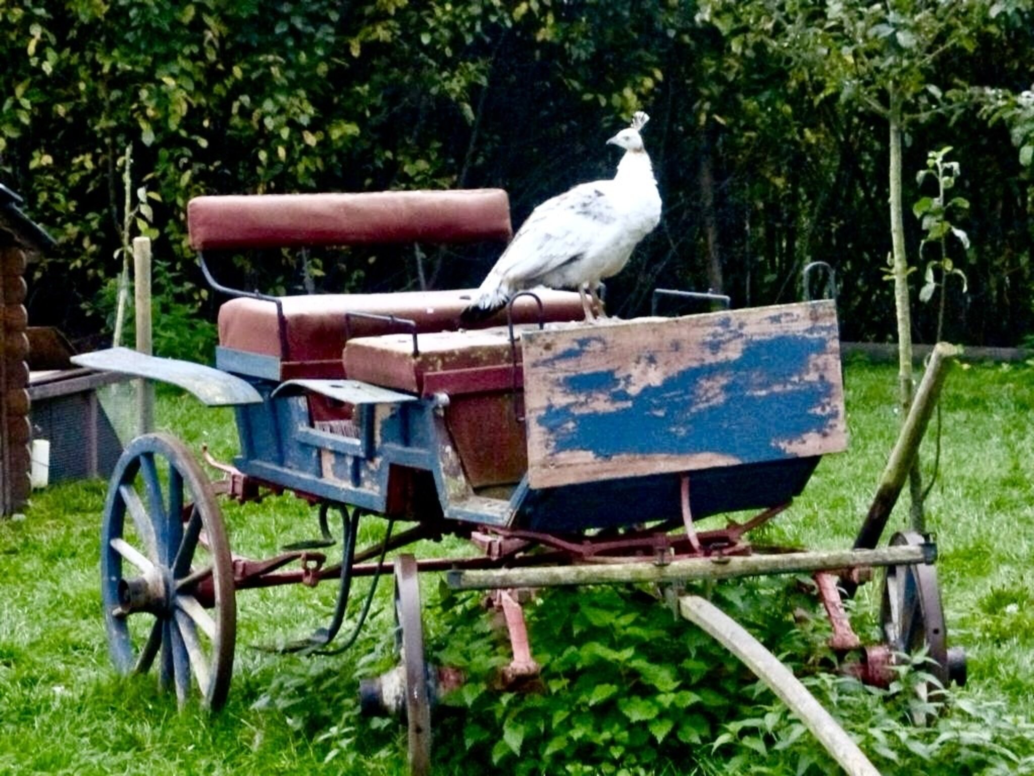 Heute nehme ich mal die KUTSCHE