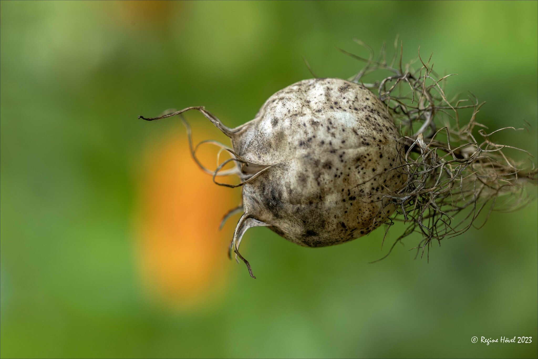 Herbstliches Lächeln ...