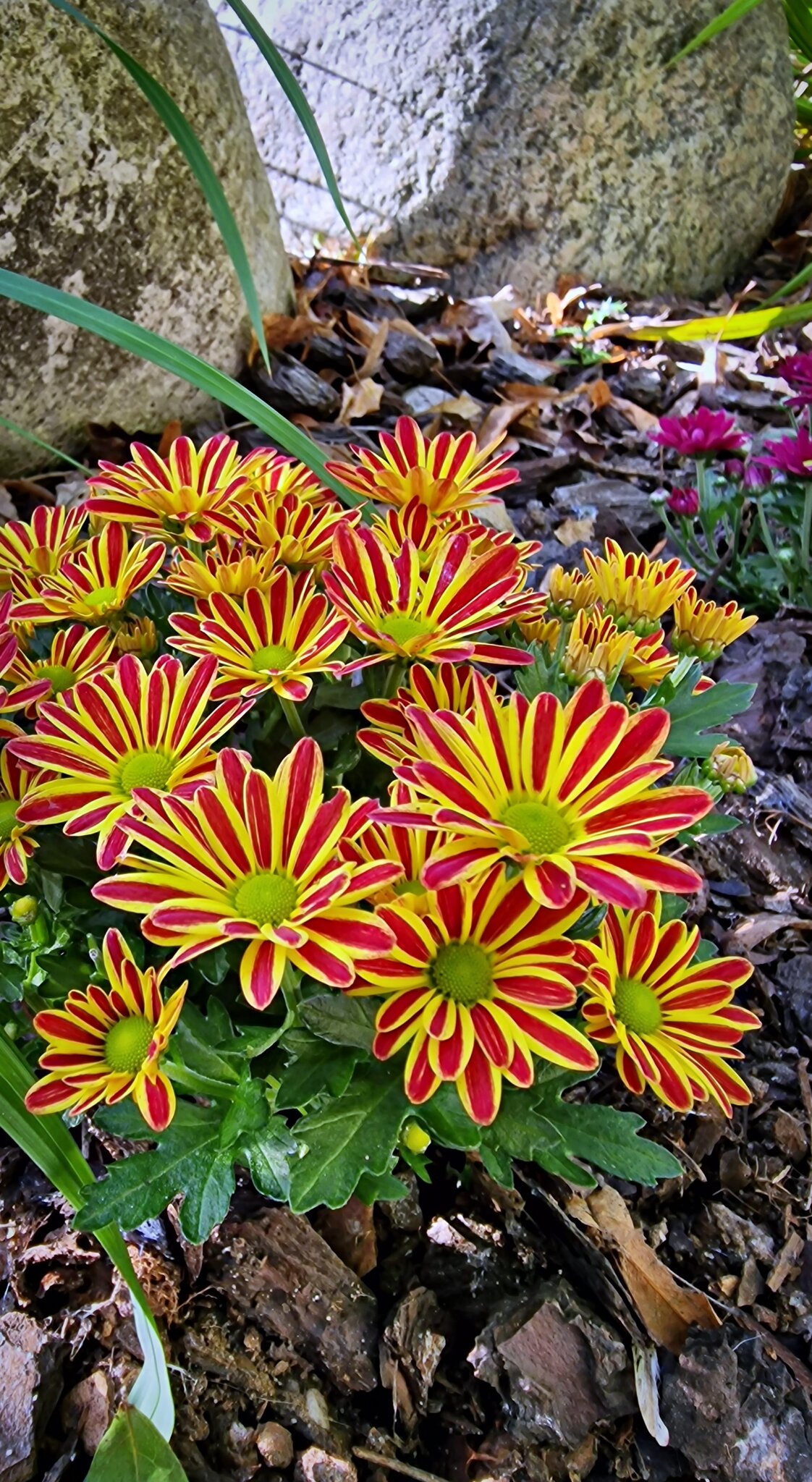 Guten Morgen ☕️ und einen wunderschönen Sonntag in die Runde.☀️