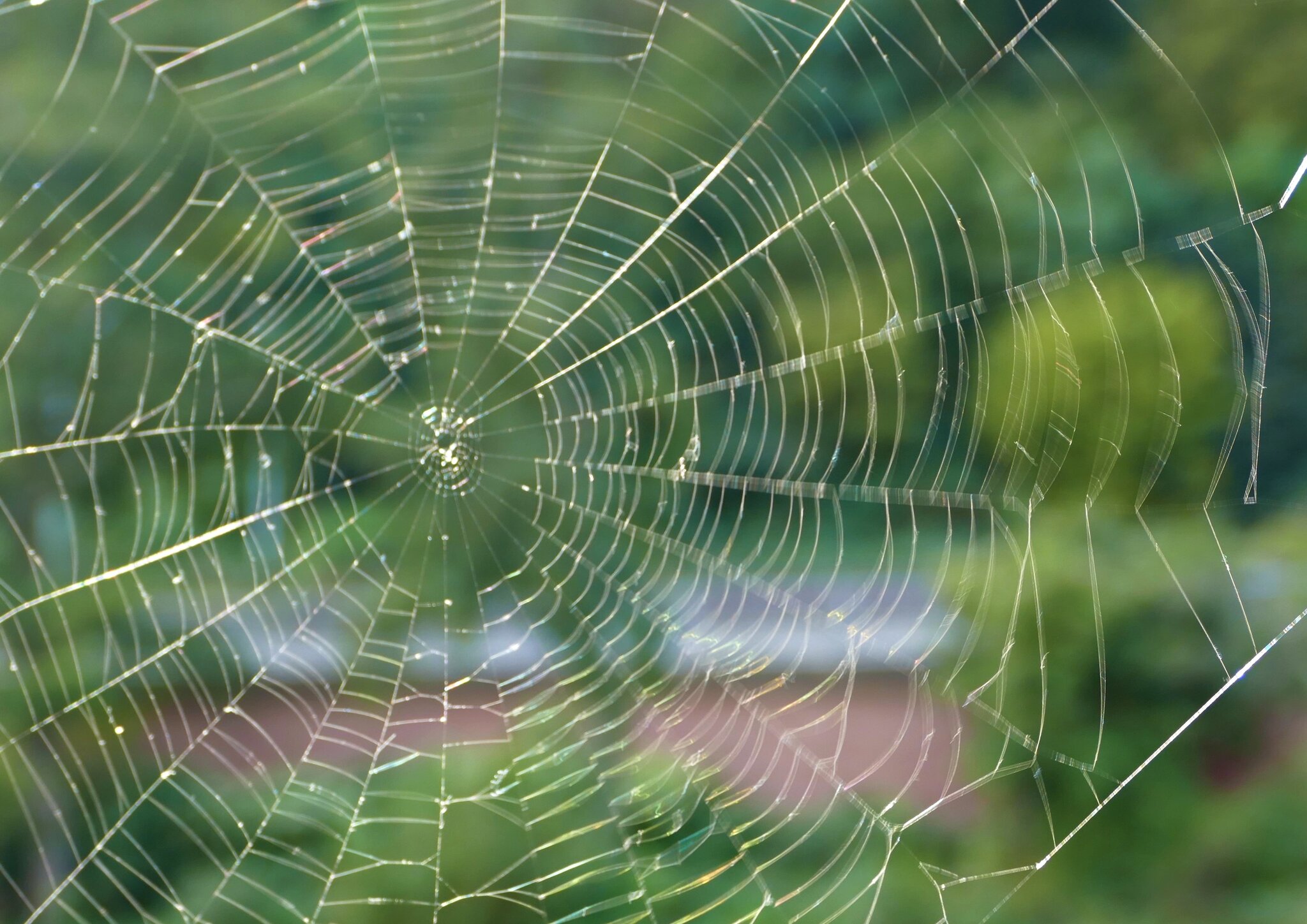 Spinne am Morgen bringt Kummer und Sorgen, spinne am Abend erquickend ...