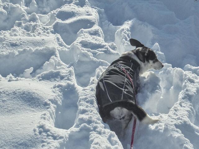 ... wird auf die Probe gestellt! | Foto: Sabine Presnitz