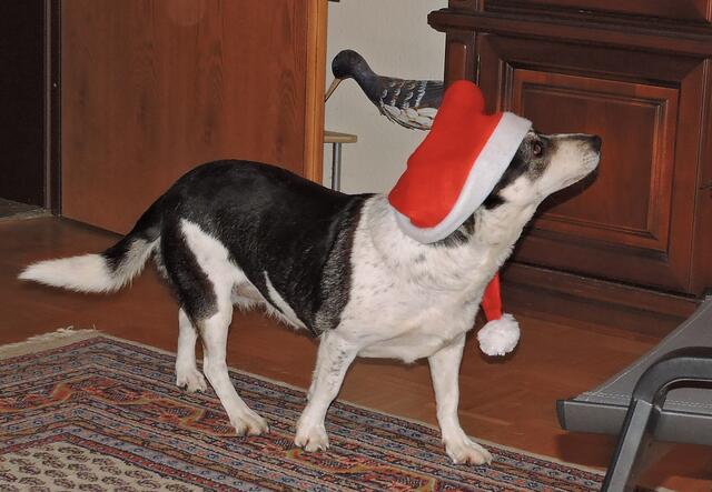 Und heute bin ich wieder im Einsatz! | Foto: Günter Presnitz