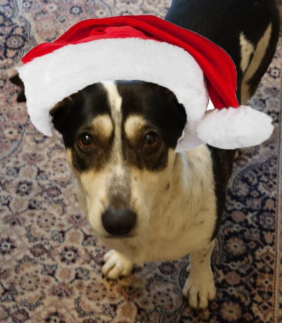 .... aber das hole ich im neuen Jahr nach, denn mein Frauchen hat Weihnachtsstress (was immer das auch ist) und hat deshalb keine Zeit zum Schreiben. Ich wünsche Euch eine besinnliche Adventszeit und schöne Weihnachten. Smilla | Foto: Günter Presnitz