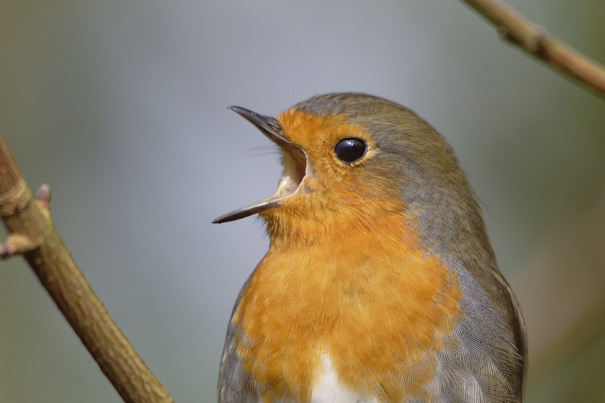 Den Schnabel halten? Niemals