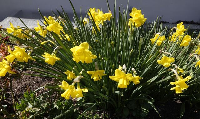 Im März erwacht die Natur aus ihrem Winterschlaf. Die ersten zarten Knospen sprießen, während der Duft von Frühling in der Luft liegt. Die Sonne wärmt die Seele und die Tage werden länger. Ein Monat voller Hoffnung und neuer Möglichkeiten, der uns daran erinnert, dass das Leben stets im Wandel ist. Willkommen, März! | Foto: Günter Presnitz