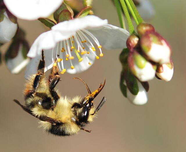  „Die Biene ist die Seele der Natur und extrahiert ihre süßeste Essenz.“ – Emily Dickinson | Foto: Günter Presnitz