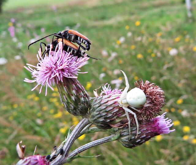 Schwarzspitzige Halsbock-Käfer (Stictoleptura fulva) &amp; Veränderliche Krabbenspinne (Misumena vatia) | Foto: GvM