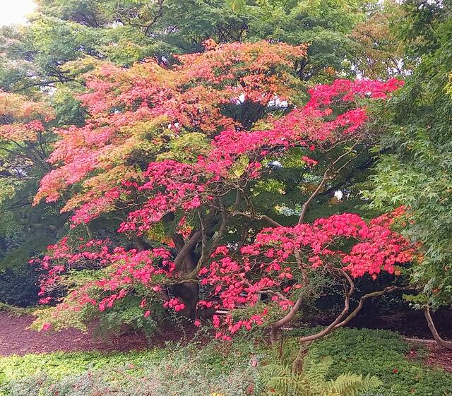 Schnappschuss Gruga 12.10.24