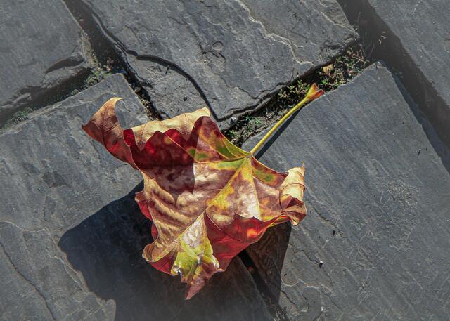 Dieses Herbstblatt geniesst 
die letzten Sonnenstrahlen.
Bitte nicht zerstören!