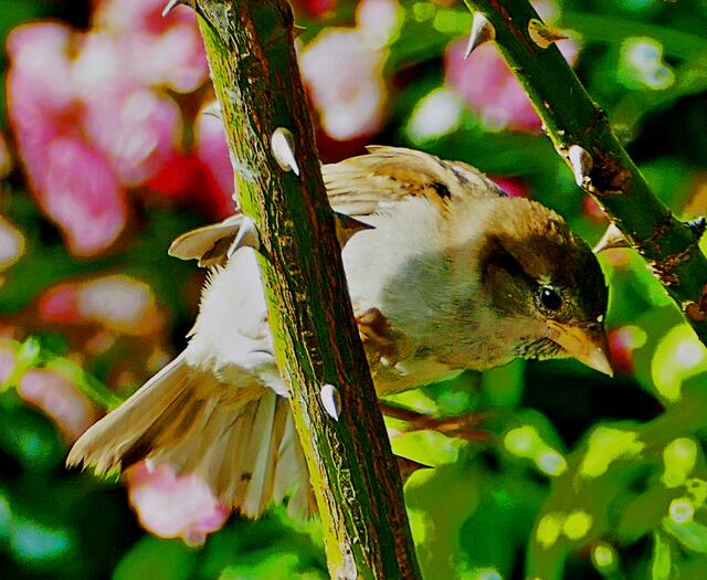Der Spatz hat eine wechselvolle Geschichte hinter sich. Einen Rückschlag mussten die Spatzen Anfang des zwanzigsten Jahrhunderts hinnehmen: Autos verdrängten die Zugpferde, damit verloren die Vögel eine ihrer Hauptnahrungsquellen: die unverdauten Haferkörner in den Pferdeäpfeln. Zwischenzeitlich beschuldigte man den Haussperling auch, ein Schädling und Korndieb zu sein. Bis in die 1950er-Jahre wurde er deshalb bekämpft. Info  ARD 1 alpha